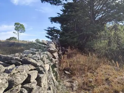 BOSQUE INTERNO CON VERTIENTE Y ABUNDANTE ARBOLEDA