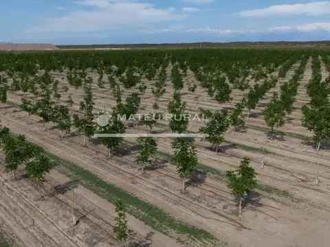 Campo en Venta Frutícola