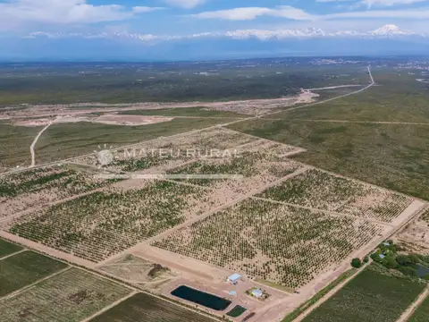 Finca con Nogales en Anchoris