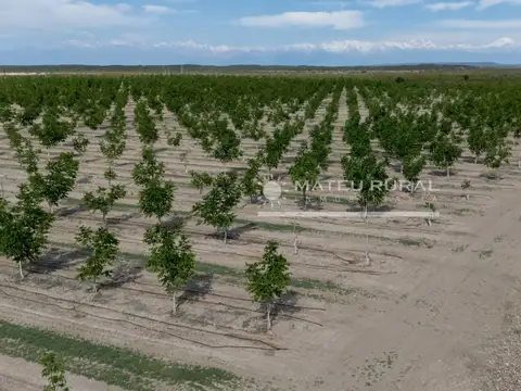 85 Has. Finca con Nogales en Anchoris