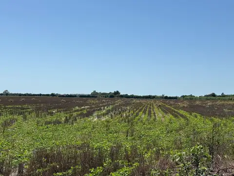 Juan de Garay y Saavedra Lamas