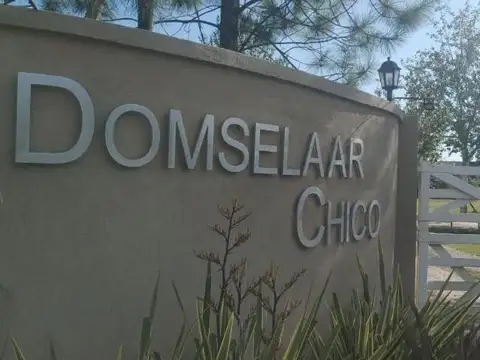 Domselaar Chico
