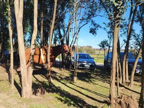 Terreno en Venta de 10000,0 m2