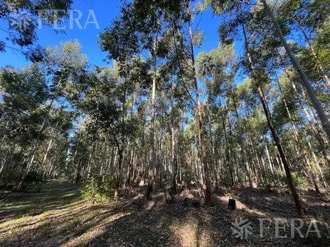 RUTA NACIONAL 118 KM 59  - CAMPO DELLEPIANE - CORRIENTES