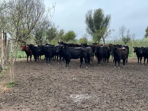 985 Has ganaderas en las islas de Victoria