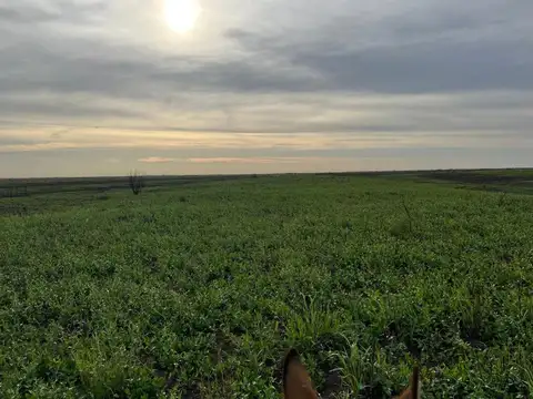 985 Has ganaderas en las islas de Victoria