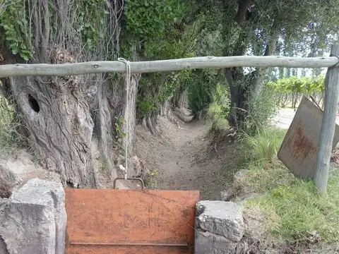 CAMPO EN VENTA VIÑEDOS Y CHACRA CERCANO A RUTA