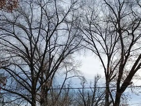 Los Eucaliptus entre las casuarinas y la golondrina