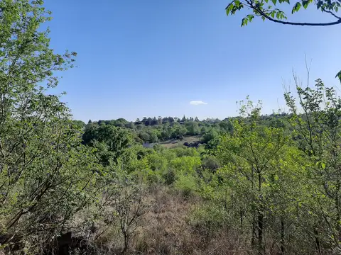 Nido de Zorzales 100