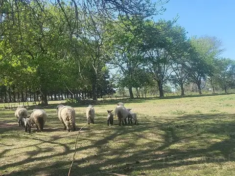 Venta Campo 40 Ha en Lima Zarate