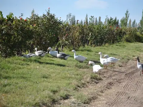 Terreno Campo  en Venta en Rama Caída, San Rafael, Mendoza, Argentina