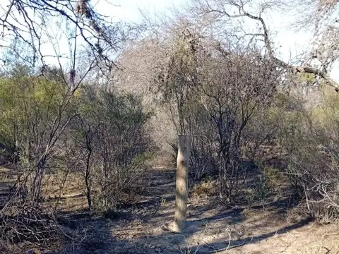 HECTÁREA EN LA GUARIDA