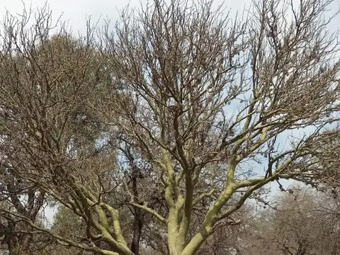 Campo en Venta de 1  ha