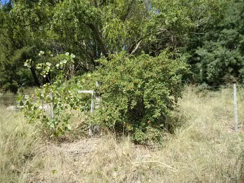 4,5 HECTAREAS TOTALMENTE ARBOLADAS CON SALIDA A CALLE 32 DE VILLA GESELL