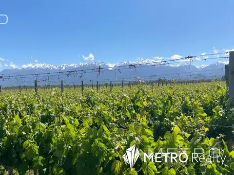 VIÑEDO PREMIUM EN VENTA EN VALLE DE UCO