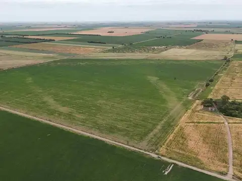 VENTA CAMPO AREQUITO SANTA FE. 89 HAS