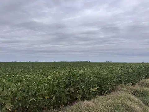 VENTA CAMPO AREQUITO SANTA FE. 89 HAS