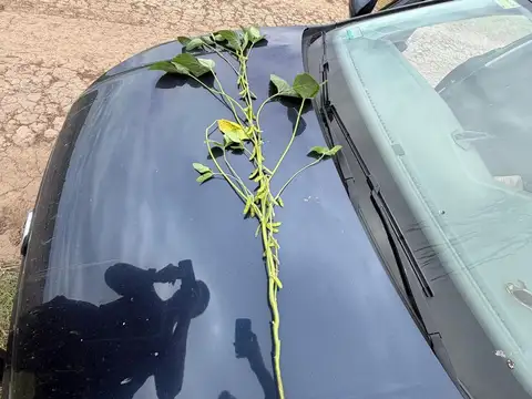 VENTA CAMPO AREQUITO SANTA FE. 89 HAS