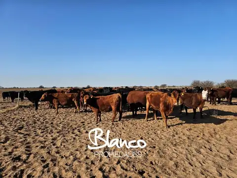 Terreno Campo  en Venta en San Luis Capital, San Luis, Argentina