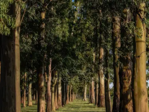 Terreno en Venta en Campos De Roca II, USD 33.000