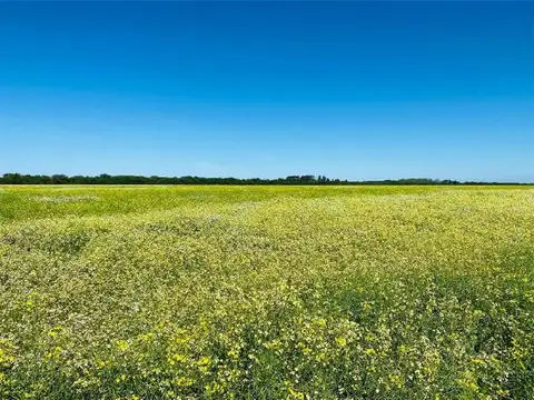 Campo en Venta de 209  ha