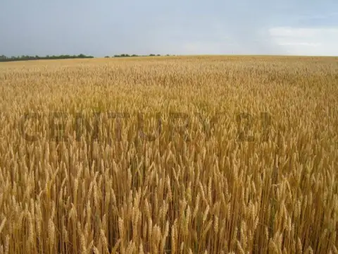 Venta de campo 74 hectáreas cercano a Villa Maria frente sobre ruta 13 ...