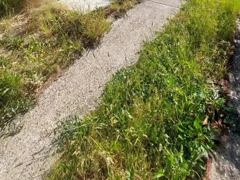 Francisco Salvador 100