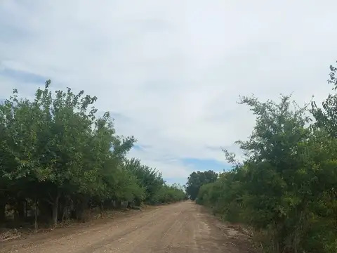 Venta de  4  hectareas con posibilidad de 2 has mas  para desarrollo en Arana