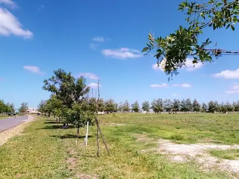 Terreno en Venta 41  mts Fondo