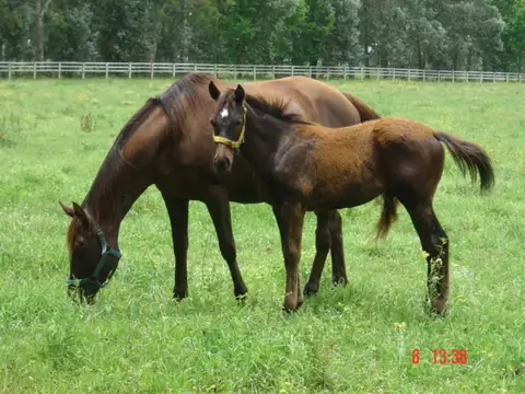 Campo en Venta con Alambrado