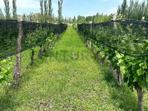 FINCA EN VENTA - PRODUCTIVA CON CULTIVO DE VID - LAVALLE