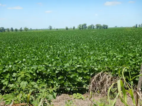 Campo en Venta de 188  ha