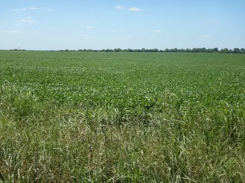 Campo en Venta Agrícola