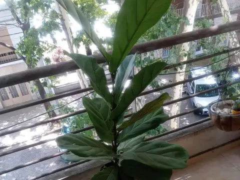 Alquiler departamento 1 dormi con balcon