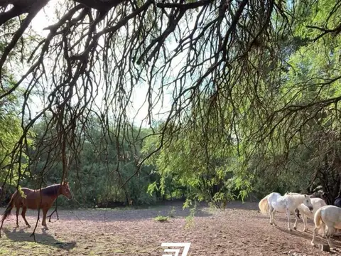 Finca La Pedrera en venta en Cerrillos 200 has