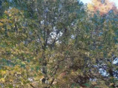 Terreno en Venta 13  mts Frente