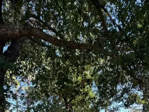 Ruben Dario, el cazador 3100