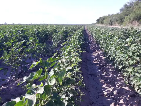 Campo de 1.200 has, Santiago del Estero