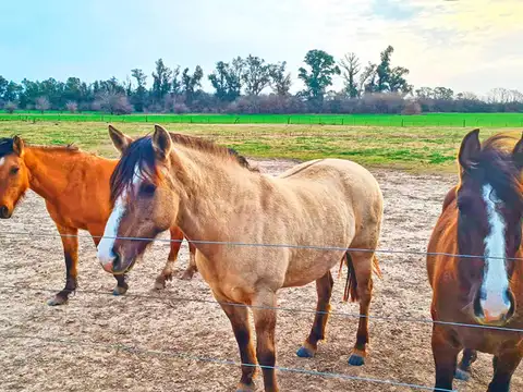 Campo en Lujan - 50 hectáreas MIXTAS