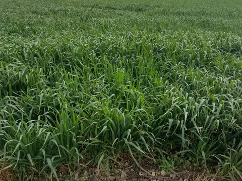 SE VENDE CAMPO PARTE INDIVISA EN PERGAMINO