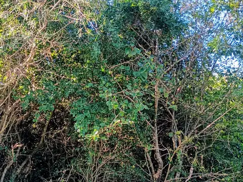 25 LOTES EN VENTA EN MARGARITA BELEN!