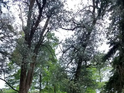 Quinta en Venta de 4 dormitorios