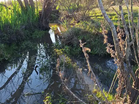 Venta de campo 5 Ha. Ruta 8 Km. 34 Rincón de Pando