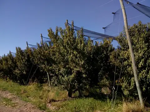 5 hectáreas plantadas con duraznos en prod. 3 variedades. Posiblidad de emprendimiento Turístico.