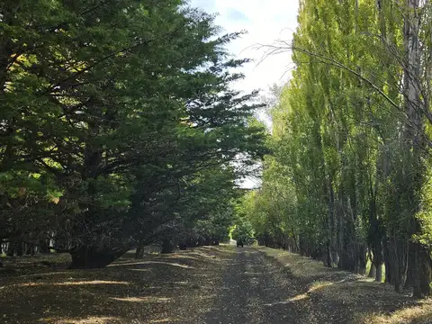 Campo productivo - precordillera Chubut -100% aguas naturales - 10.000 lanares esquila