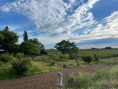 venta finca en produccion chapanay