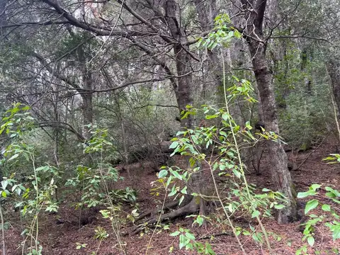 Cachaña, lote 18 2700