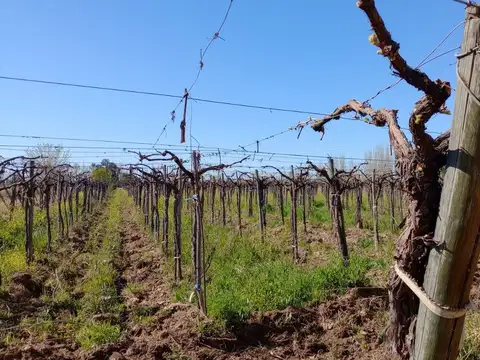 VENTA-FINCA-TULUMAYA-LAVALLE