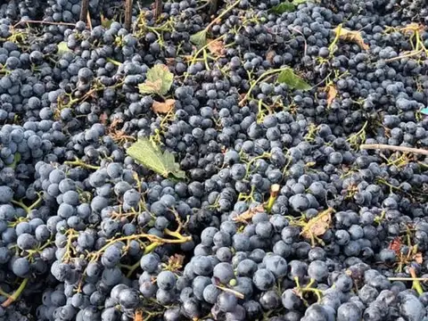 BOMBAL Y TABANERA 100