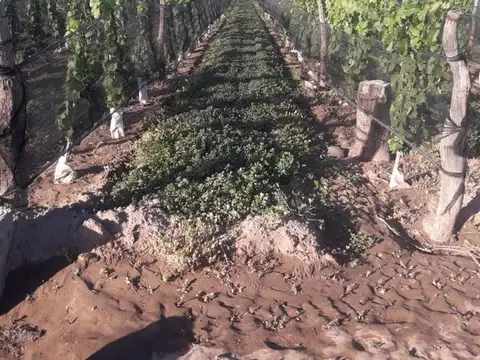 FINCA EN VENTA EN SAN RAFAEL  EN PLENA PRODUCCIÓN